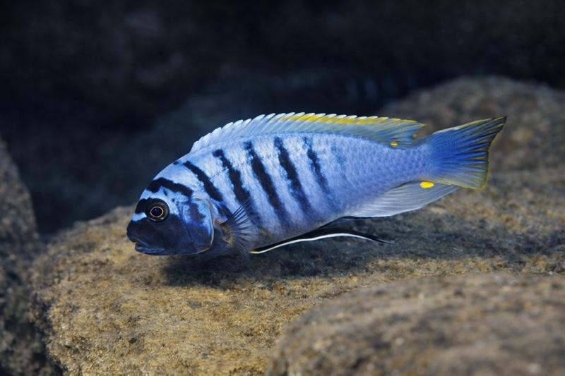 Maylandia fainzilberi 'Lupingu'